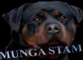 Odgajivačnice pasa MUNGASTAM