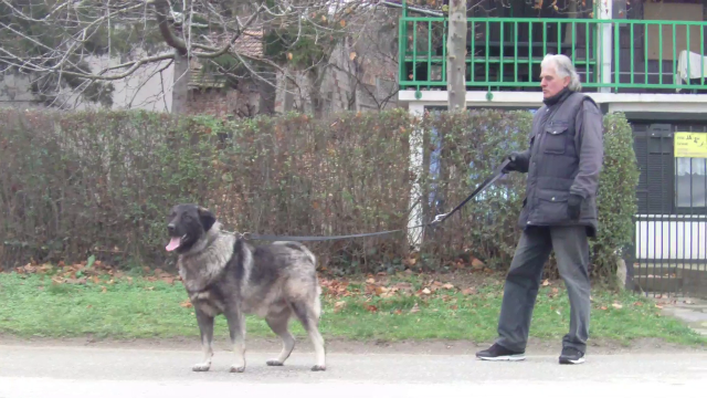 Odgajivačnice pasa Odgajivačnica šarplaninaca "Od Nebojše"